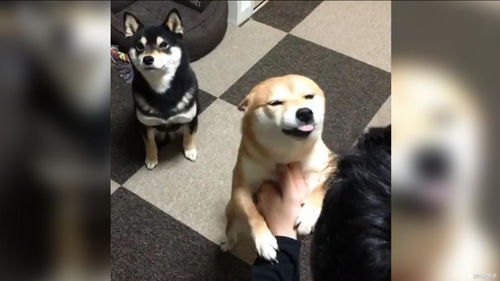 小黄柴犬得宠,小黑柴犬在后面羡慕嫉妒恨表情笑岔气了 小黄柴犬得宠,小黑柴犬在后面羡慕嫉妒恨表情笑岔气了