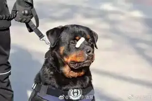 大部分渣男的表情包警犬