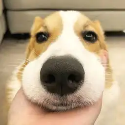  如何训练二哈细嚼慢咽