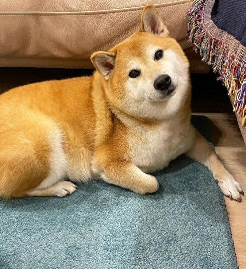 给台阶表情包柴犬