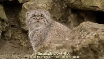  哈哈哈哈这是什么莫名其妙的cp啊表情包的对决吗