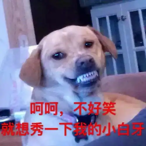  这个新年,你收到的狗还少吗