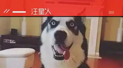  花5000块买狗,回家后狗子的表情,耐人寻味...