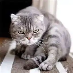 社会猫表情包抖音上特别拽的猫