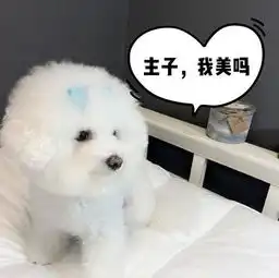  揭秘比熊舔人的5个小秘密,可不是因为喜欢你哦