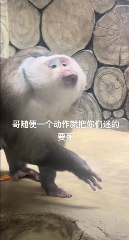  景区回应猴子嘟嘴指天爱凹造型黔灵山公园一猴子嘟嘴指天爱凹造型,工作人员回应