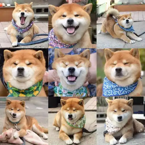  广州居然有家柴犬网红店,随手都是行走的表情包来撸