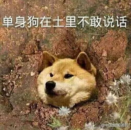 问答单身狗应该怎么翻译才更有味道