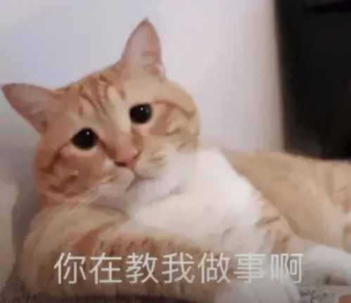  衣带渐紧终不悔,每逢佳节胖三斤