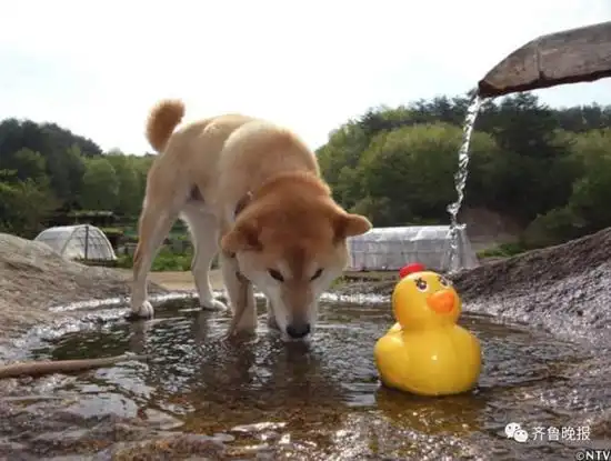 柴犬斜眼表情包哀悼