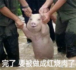  台风猪表情包大全下载台风猪表情包高清套图极光下载站