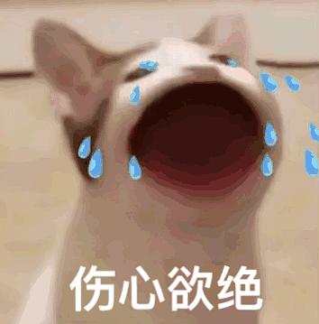  求类似可爱动图表情包ω