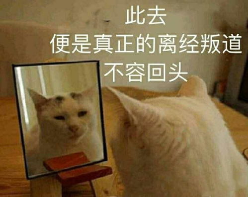  大家都有哪些沙雕猫的表情包哇