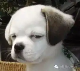  狗狗鄙视的表情,简直一个个都是表情包