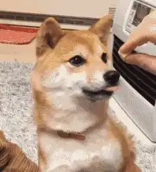  狗狗再馋,这5类美食都别碰它吃不得