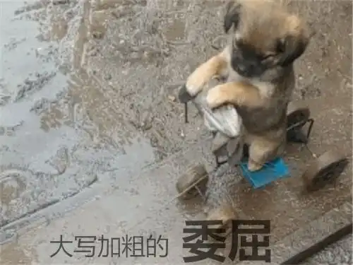  主人自制遛狗车,小土狗乖巧蹲坐着,但表情却出卖了它