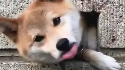  柴犬看到主人回来了,就钻到墙外迎接了,这表情太可爱了