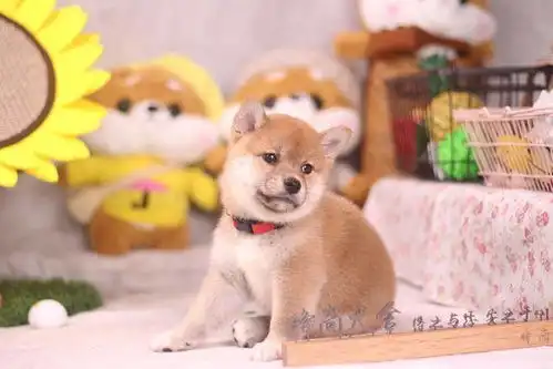 柴犬斜眼表情包血淋淋