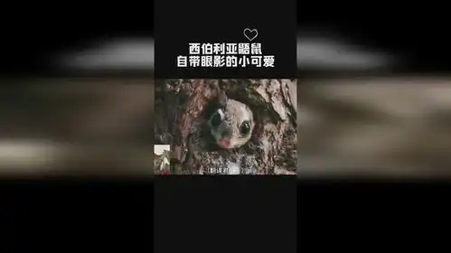 西伯利亚鼯鼠表情包可爱