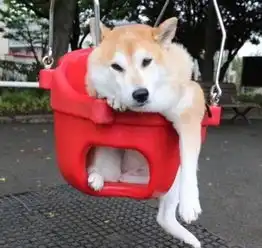  柴犬特爱坐秋千,一晃就开心得飞起,笑容超治愈