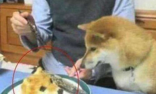  主人喂狗狗吃点心,突然一刀剁下狗头,下一秒请憋住别笑