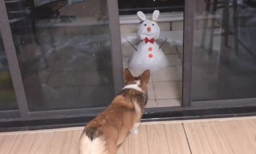  柯基犬看到雪人,整只狗都被吓到,怂成了表情包