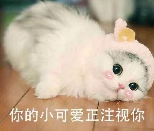 一把年纪可爱表情包爱猫