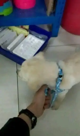  花了2000买了条小狗,还是以为只是性格不活泼,后来没想到