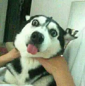 狗头图片表情包哈士奇小