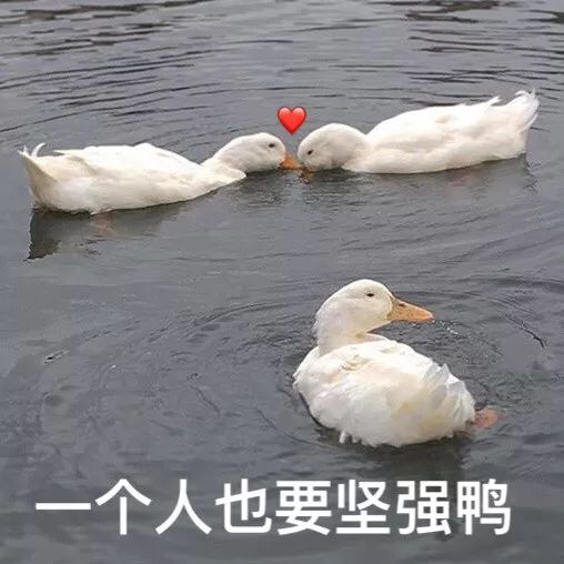 对不起鸭的表情包坚强鸭