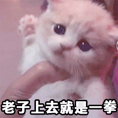  一大波福利你们要的猫猫表情包来啦这才是猛男该用的表情包
