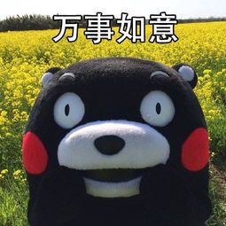  熊本熊表情包在线拍照,拍的好每张一元