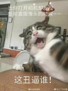 我来的表情包养猫