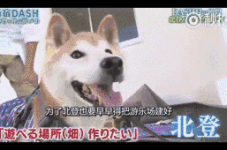  那些年陪伴过我们的这些网红狗