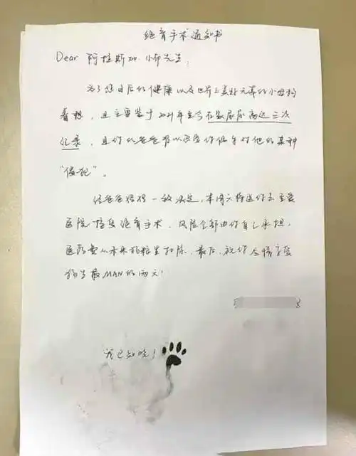 带阿拉斯加绝育前,按上汪的爪子签了协议书表情也太到位了吧