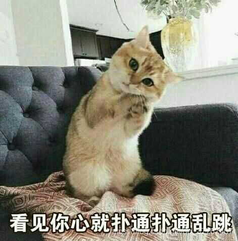 猫咪拿话筒唱歌表情包