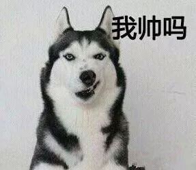  本命年,那些关于狗的故事