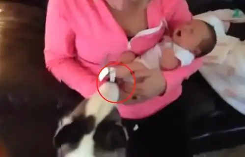  女主人怀孕后二哈被寄养,二哈第一次看到宝宝时的表情亮了