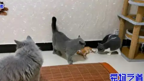  新来的小橘猫太皮了,招惹完胖公猫又去招惹小公猫,结果自己玩脱了