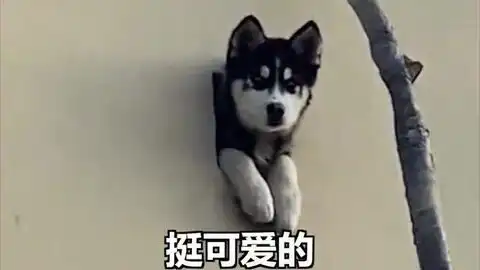  萌二哈钻墙洞成狗头监控网友还能声控报警