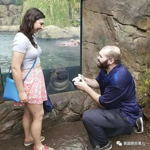 求婚表情包乱入