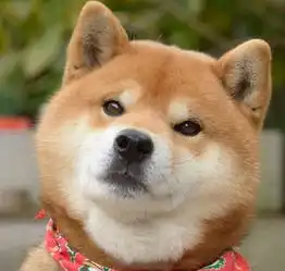 柴犬在网上当表情包异常火爆,可是现实中为啥却很少见人养