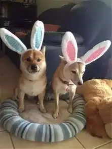  柴犬tora自带困惑表情,一说洗澡就一脸忧桑