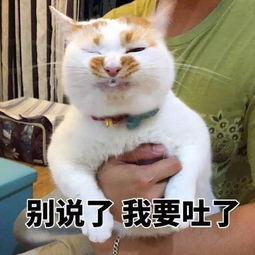  我的表情包去世了搜狐宠物搜狐网