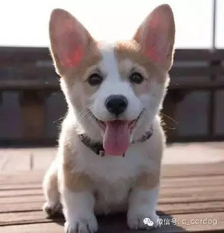 恍惚表情包柯基