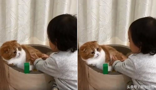  胖橘猫成家中霸主,伸着爪子让小主人按摩,这表情真是在享受