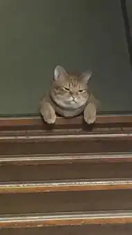 刚换的大金链子,我看你们谁能给我提溜跑咯  刚换的大金链子,我看你们谁能给我提溜跑咯