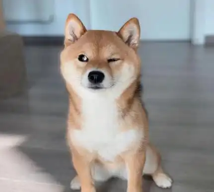  带中华田园犬去体验洗剪吹,这小表情太奶萌,在说下次还来