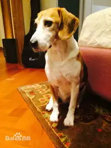  这是什么狗阿经常在美剧或电影里看到