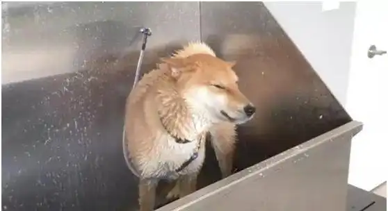  主人骗柴犬去吃好吃的,柴犬发现真相后笑容渐渐消失